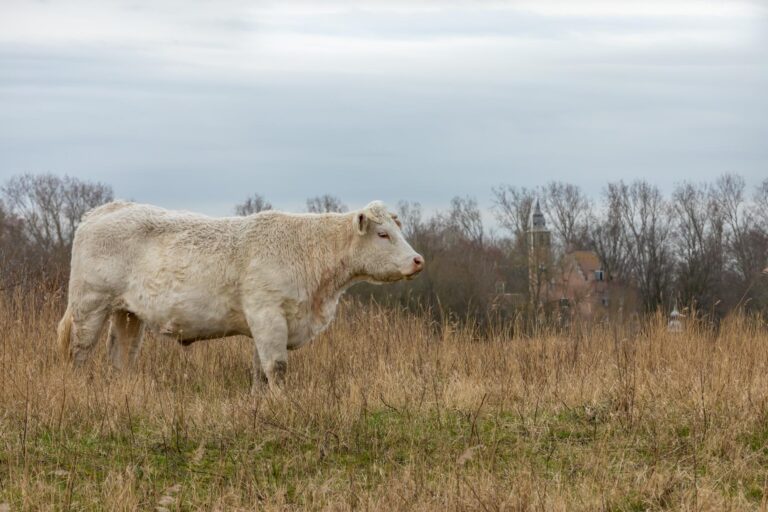 022_Korte_Moermondsweg_31_Renesse_280323-1