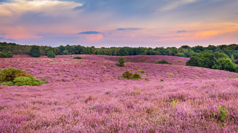 4+4 person Veluwe lounge