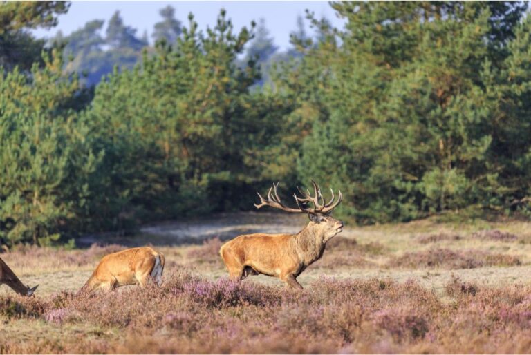 Veluwe hoeve 5 people