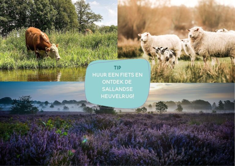 Pop-up glamping: Buurvrouws' Belltentje | 2-4 pers.
