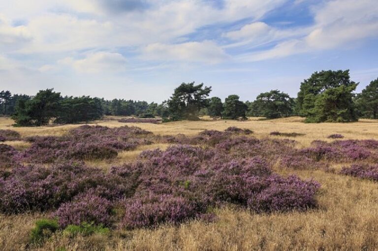 6 person Veluwe lodge Wellness Plus