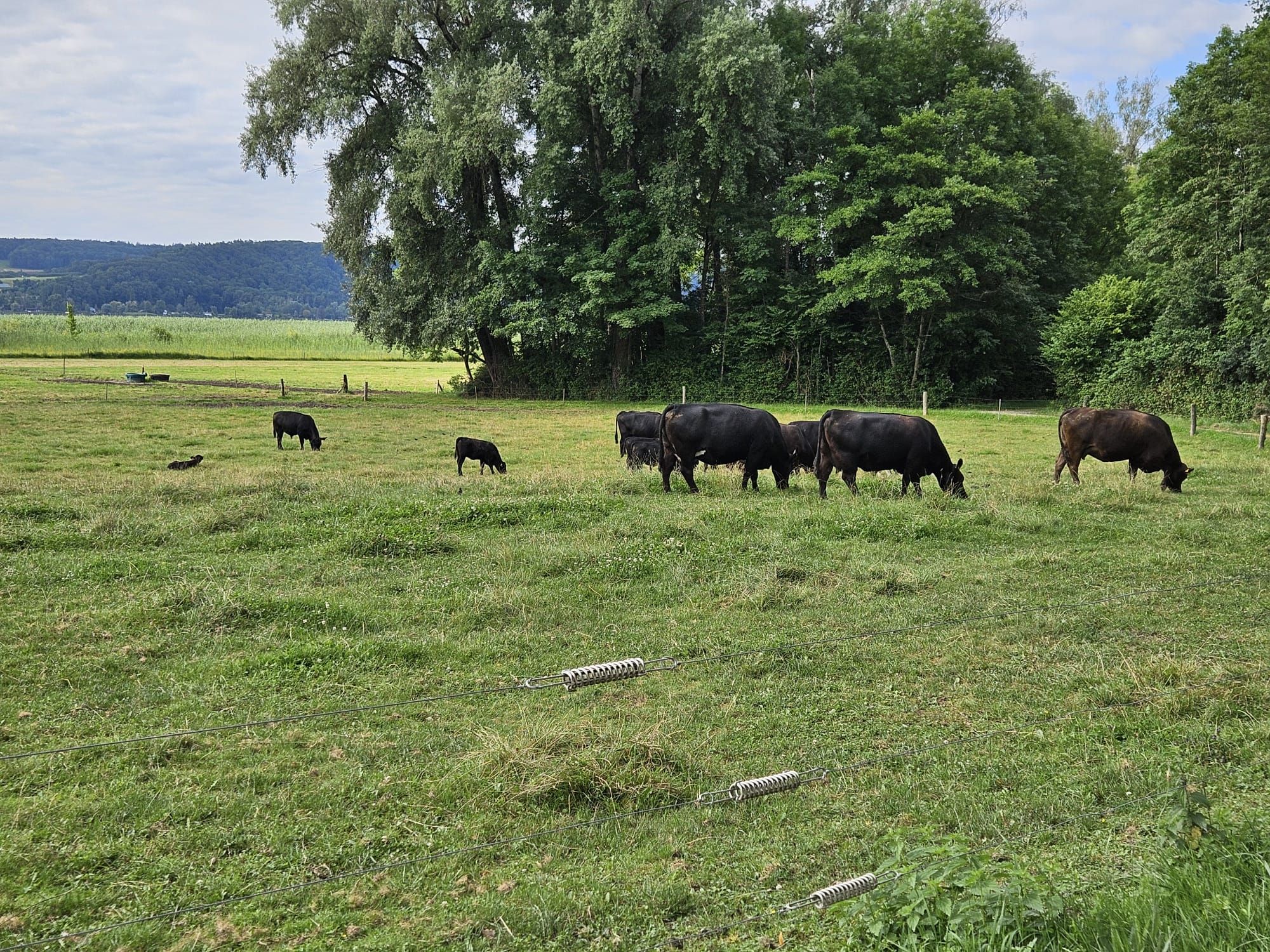 Kühe auf einer Weide
