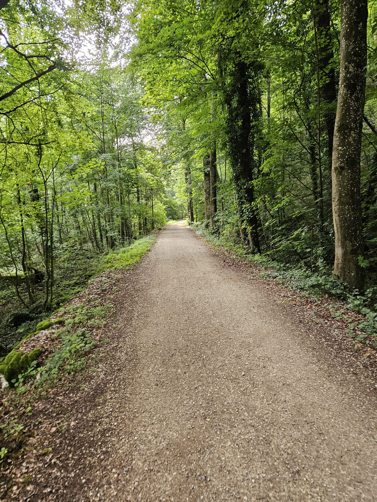 Wald, eine naturnahe, ruhige und idyllische Umgebung