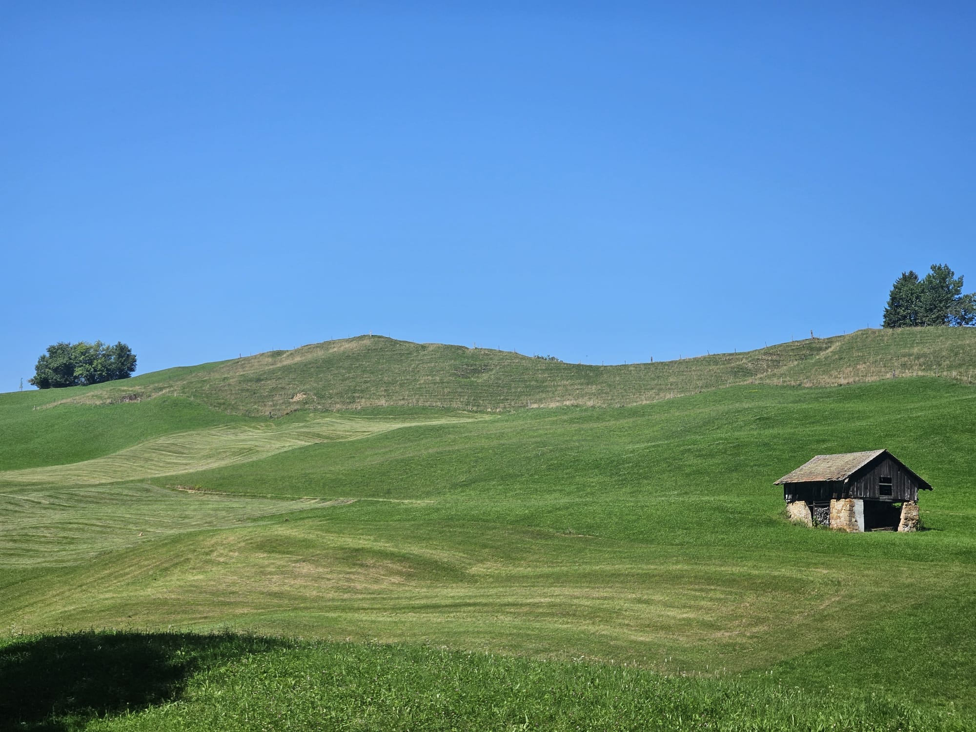 Die Wiese ist eine natürliche, offene Landschaft.