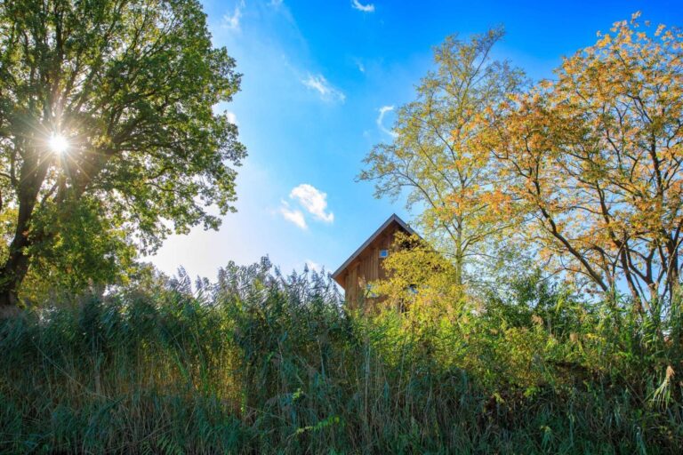 Tree house