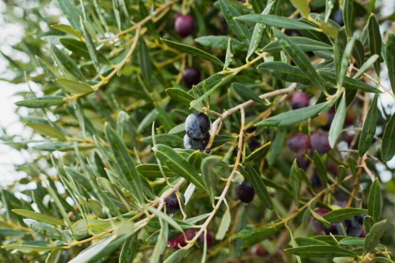 Residence C'era Una Volta Two-room Apartment 2 Pax